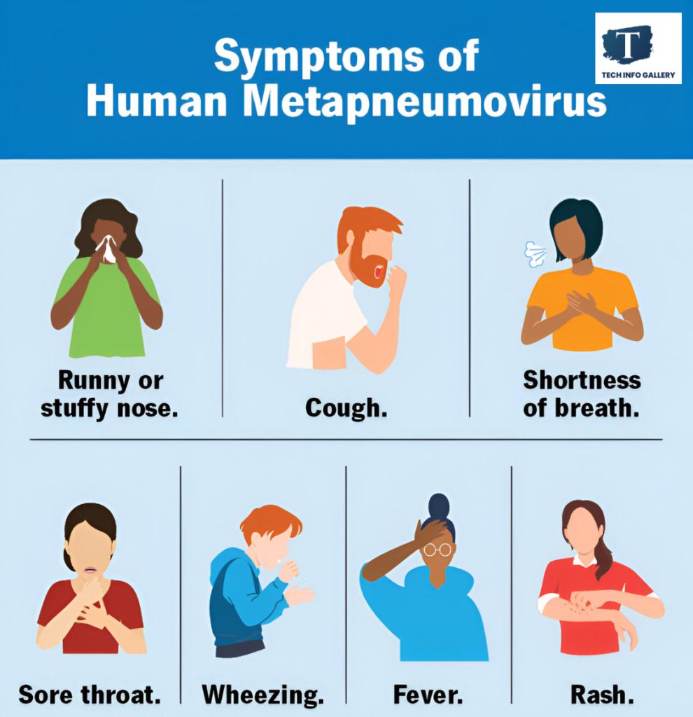 What is Human Metapneumovirus.